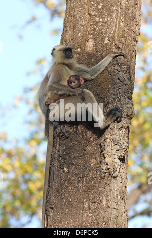 Graue Languren (Hanuman Languren) (Semnopithecus hector), Bandhavgarh National Park, Madhya Pradesh, Indien, Asien Stockfoto