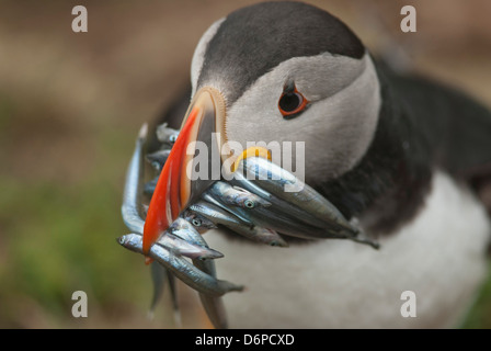 Papageitaucher mit Sandaalen im Schnabel, Wales, Vereinigtes Königreich, Europa Stockfoto