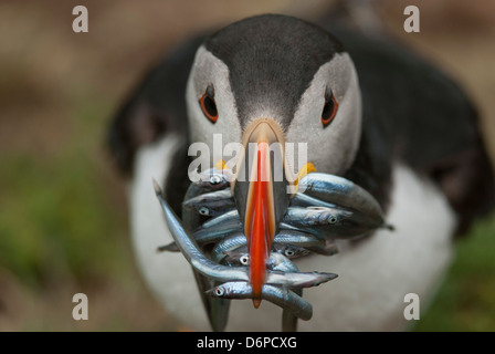 Papageitaucher mit Sandaalen im Schnabel, Wales, Vereinigtes Königreich, Europa Stockfoto