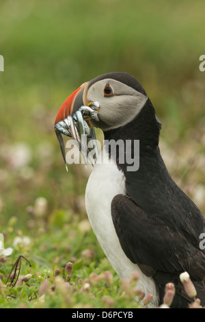 Papageitaucher mit Schnabel voller Sandaale, Wales, Vereinigtes Königreich, Europa Stockfoto