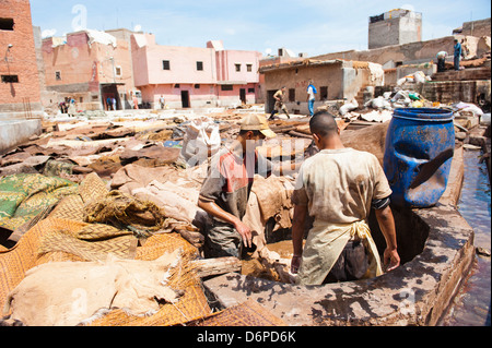 Männer arbeiten bei einer Gerberei in alten Medina, Marrakesch, Marokko, Nordafrika, Afrika Stockfoto