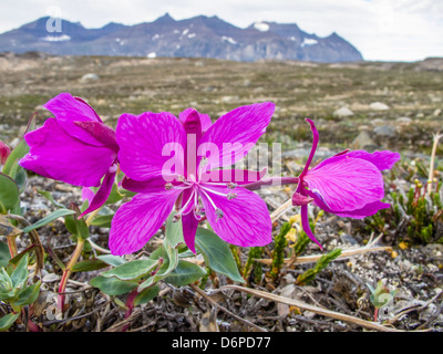 Weidenröschen (Fluss Schönheit Weidenröschen) Zwerg (Chamerion Latifolium), Heckla Haven, Nordostgrönland, Polarregionen Stockfoto