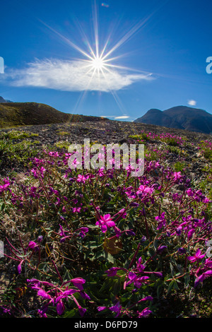 Weidenröschen (Fluss Schönheit Weidenröschen) Zwerg (Chamerion Latifolium), Heckla Haven, Nordostgrönland, Polarregionen Stockfoto