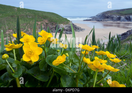 Sumpfdotterblumen; Caltha Palustris; in Porth Witz; Cornwall; UK Stockfoto