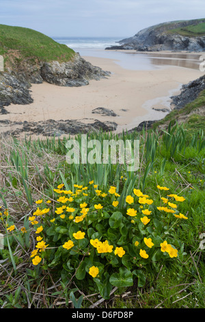 Sumpfdotterblumen; Caltha Palustris; in Porth Witz; Cornwall; UK Stockfoto