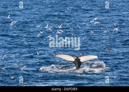 Buckelwal (Impressionen Novaeangliae), Vikingbukta, Nordostgrönland, Polarregionen Stockfoto