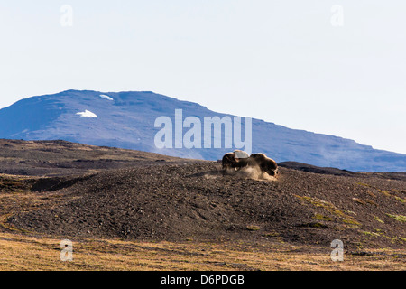 Bullen Moschusochsen (Ovibos Moschatus), Myggebukta (Mosquito Bay), Christian x Land, Nordostgrönland, Polarregionen Stockfoto