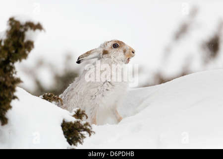 Schneehase; Lepus Timidus; im Schnee; Schottland; UK Stockfoto