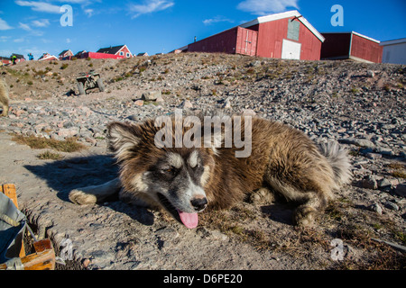 Schlittenhunde, Inuit-Dorf, Ittoqqortoormiit, Scoresbysund, Nordostgrönland, Polarregionen Stockfoto