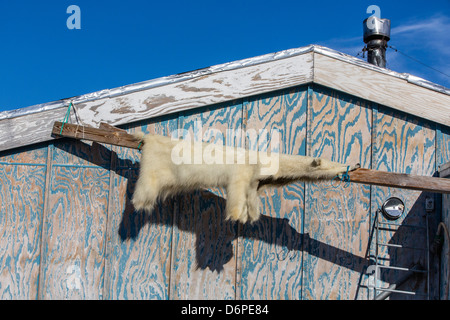 Haut des Eisbären (Ursus Maritimus), Inuit-Dorf, Ittoqqortoormiit, Scoresbysund, Nordostgrönland, Polarregionen Stockfoto