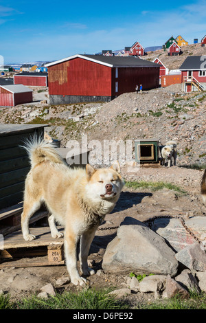 Inuit-Dorf und Schlittenhunde Haus, Ittoqqortoormiit, Scoresbysund, Nordostgrönland, Polarregionen Stockfoto