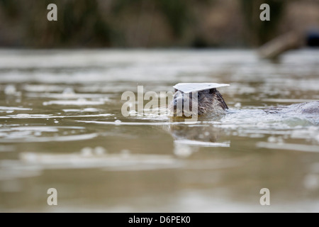 Otter; Lutra Lutra; Winter; Eis auf den Kopf; UK Stockfoto