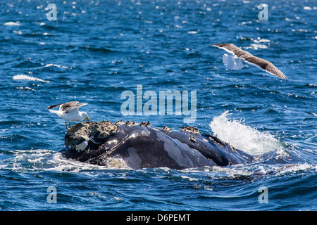 Südlichen Glattwal (Eubalaena Australis) von Kelp Gull, Golfo Nuevo, Halbinsel Valdés, Argentinien auf gefüttert Stockfoto
