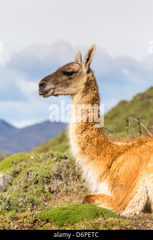 Erwachsenen Guanakos (Lama Guanicoe), Nationalpark Torres del Paine, Patagonien, Chile, Südamerika Stockfoto