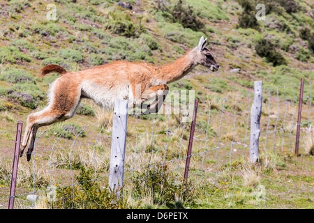 Erwachsenen Guanakos (Lama Guanicoe), Nationalpark Torres del Paine, Patagonien, Chile, Südamerika Stockfoto