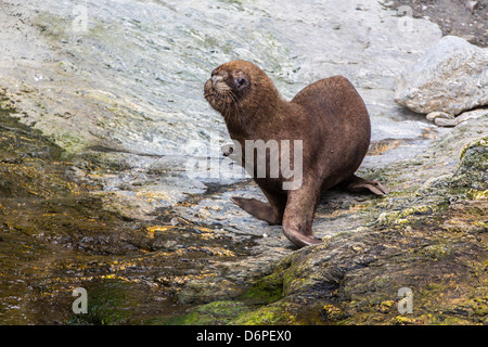 Südamerikanische Seelöwe (Otaria Flavescens) bull, Seno Agostini Fjord, Straße von Magellan, Patagonien, Chile, Südamerika Stockfoto