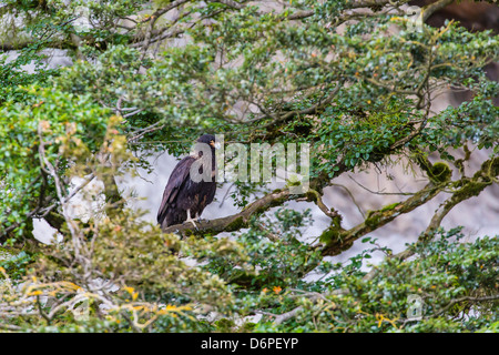 Erwachsenen gekerbter Karakara (Phalcoboenus Australis), Seno Agostini Fjord, Straße von Magellan, Patagonien, Chile, Südamerika Stockfoto