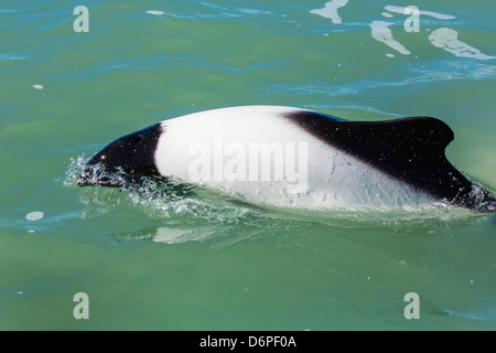 Erwachsenen Commerson-Delfin (Cephalorhynchus Commersonii), Rio Deseado, Puerto Deseado, Santa Cruz, Patagonien, Argentinien Stockfoto