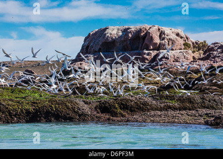 Südamerikanische Seeschwalben (Sterna Hirundinacea) in der Nähe von Rio Deseado, Puerto Deseado, Santa Cruz, Patagonien, Argentinien, Südamerika Stockfoto