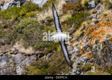 Adult Black-browed Albatross, Wildlife Conservation Society erhalten von Karukinka, Straße von Magellan, Chile Stockfoto