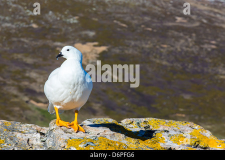 Erwachsene männliche Seetang Gans (Chloephaga Hybrida), neue Insel, Falkland-Inseln, Süd-Atlantik, Süd-Amerika Stockfoto