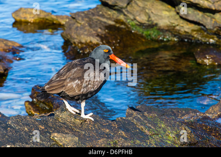 Erwachsenen schwärzlich Austernfischer (Haematopus Ater), Kadaver Insel, Falkland, Süd-Atlantik, Süd-Amerika Stockfoto