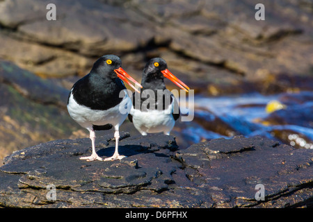 Magellan Austernfischer (Haematopus Leucopodus) paar, Karkasse Insel, Falkland, Süd-Atlantik, Süd-Amerika Stockfoto