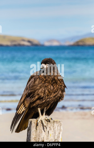 Gekerbter Karakara (Phalcoboenus Australis), Kadaver Insel, Falkland-Inseln, Süd-Atlantik, Süd-Amerika Stockfoto