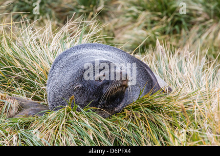 Antarktische Seebär (Arctocephalus Gazella) in die Tussac grass Peggotty Bluff, South Georgia Island Stockfoto