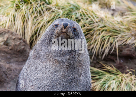 Antarktische Seebär (Arctocephalus Gazella) in die Tussac grass Peggotty Bluff, South Georgia Island Stockfoto