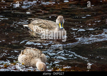 Erwachsenen Südgeorgien Pintail (Anas Georgica), Cooper Bay, Südgeorgien, Süd-Atlantik, Polarregionen Stockfoto