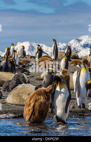 König Pinguin (Aptenodytes Patagonicus) Erwachsenen Fütterung Küken, Gold Harbour, South Georgia Island Stockfoto