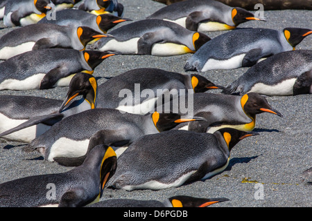 König Penguins (Aptenodytes Patagonicus), Gold Harbour, South Georgia Island, Süd-Atlantik, Polarregionen Stockfoto