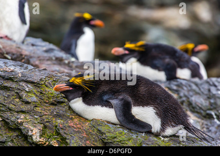 Erwachsenen Makkaroni Pinguine (Eudyptes Chrysolophus), Cooper Bay, South Georgia Island, Süd-Atlantik, Polarregionen Stockfoto