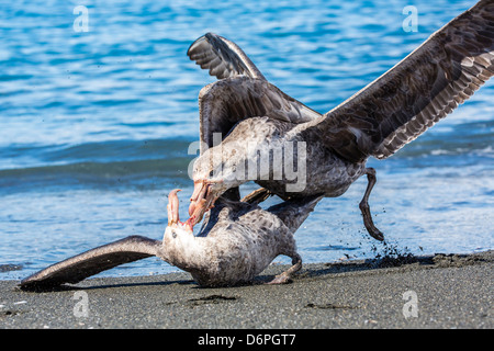 Nördlichen giant Petrel (Macronectes Halli) Streit um tote Seebär Karkasse, Gold Harbour, Süd-Georgien Stockfoto