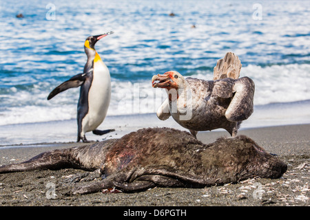 Nördlichen giant Petrel (Macronectes Halli) Getue über Tote Seebär Karkasse, Gold Harbour, Süd-Georgien Stockfoto