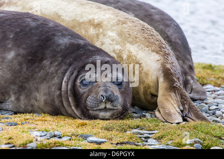 Südlichen See-Elefanten (Mirounga Leonina) Stier, Peggotty Bluff, Südgeorgien, Süd-Atlantik, Polarregionen Stockfoto