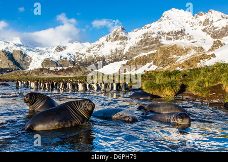 Südlichen See-Elefanten (Mirounga Leonina) Welpen, Gold Harbour, Südgeorgien, Süd-Atlantik, Polarregionen Stockfoto