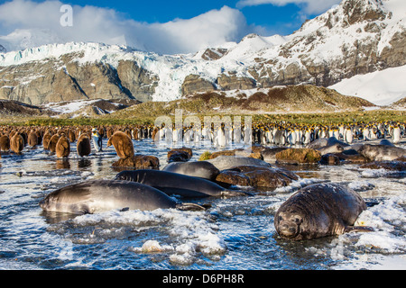 Südlichen See-Elefanten (Mirounga Leonina) Welpen, Gold Harbour, Südgeorgien, Süd-Atlantik, Polarregionen Stockfoto