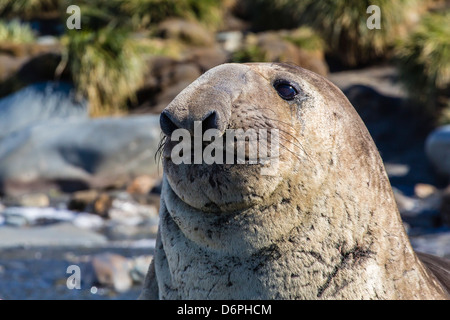 Südlichen See-Elefanten (Mirounga Leonina) bull, Gold Harbour, Südgeorgien, Süd-Atlantik, Polarregionen Stockfoto