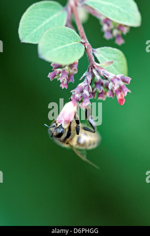 Honigbiene auf Symphoricarpos (s.doorenbossii Sorte) Stockfoto