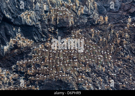 Basstölpel (Morus Bassanus) auf Zucht Kolonie Website unter Runde Island, Norwegen, Skandinavien, Europa Stockfoto