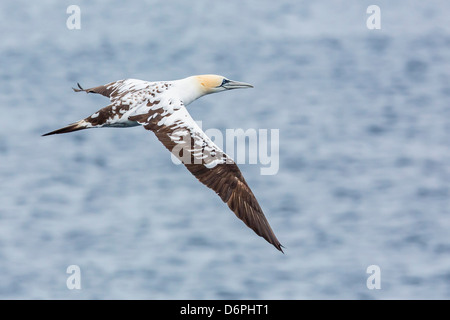 Juvenile Basstölpel (Morus Bassanus) auf dem Flügel an Runde Island, Norwegen, Skandinavien, Europa Stockfoto