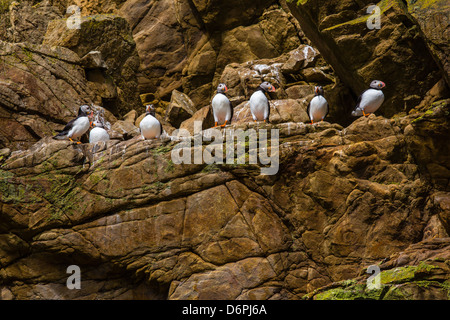 Papageitaucher (Fratercula Arctica), Noss Island, Shetland-Inseln, Schottland, Vereinigtes Königreich, Europa Stockfoto