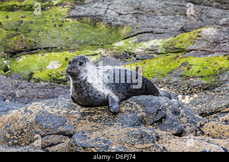 Hafen zu versiegeln (Seehund) (Phoca Vitulina), Insel Foula, Shetlands, Schottland, Vereinigtes Königreich, Europa Stockfoto