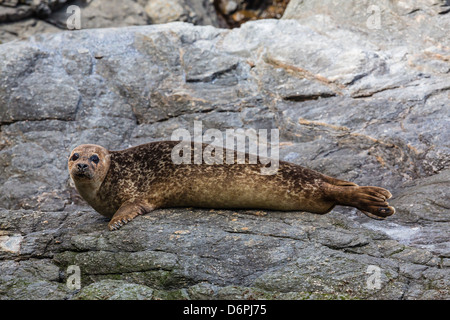 Hafen zu versiegeln (Seehund) (Phoca Vitulina), Insel Foula, Shetlands, Schottland, Vereinigtes Königreich, Europa Stockfoto