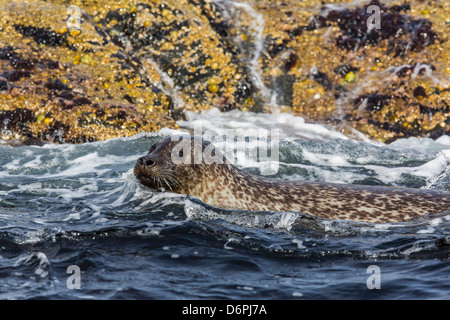 Hafen zu versiegeln (Seehund) (Phoca Vitulina), Insel Foula, Shetlands, Schottland, Vereinigtes Königreich, Europa Stockfoto