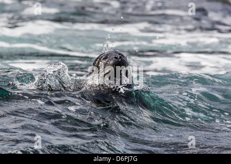 Hafen zu versiegeln (Seehund) (Phoca Vitulina), Insel Foula, Shetlands, Schottland, Vereinigtes Königreich, Europa Stockfoto