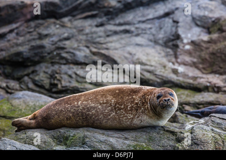 Hafen zu versiegeln (Seehund) (Phoca Vitulina), Insel Foula, Shetlands, Schottland, Vereinigtes Königreich, Europa Stockfoto