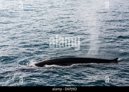 Erwachsenen Finnwal (Balaenoptera Physalus), Sorkapp, Insel Spitzbergen, Svalbard-Archipel, Norwegen, Skandinavien, Europa Stockfoto